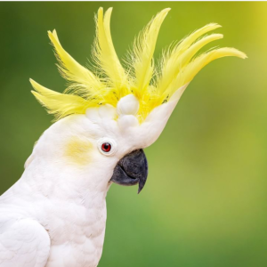 Cockatoo for Sale