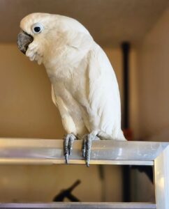 Umbrella Cockatoo for sale