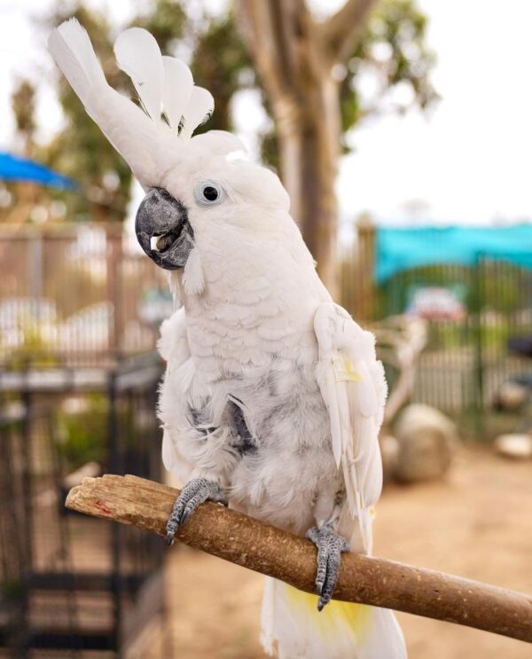 Umbrella Cockatoo for sale