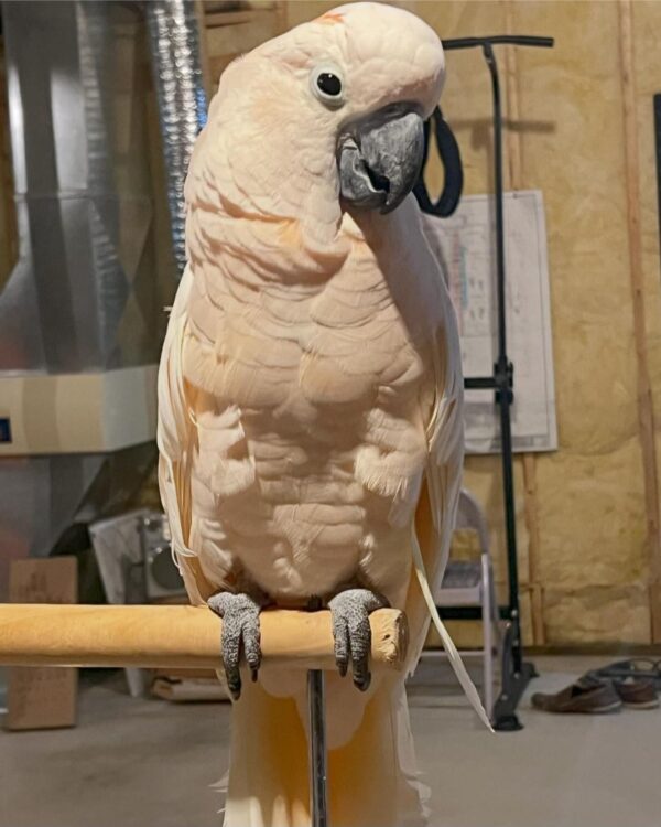 Moluccan Cockatoo for sale