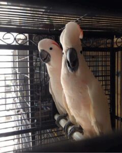 Moluccan Cockatoo for sale