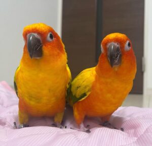 Conure for sale