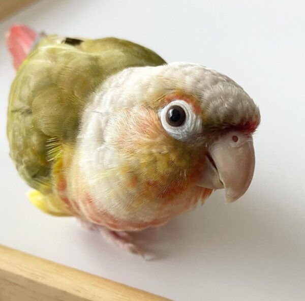 Green Cheek Conure for sale