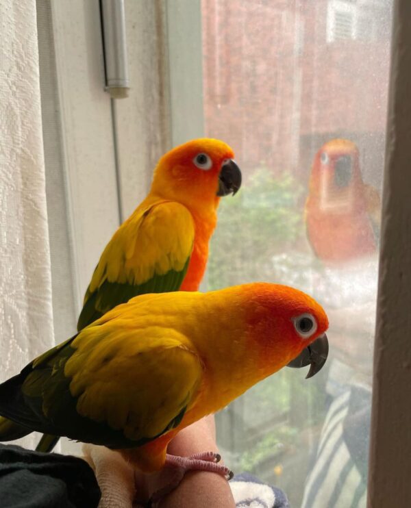 Sun Conure for sale