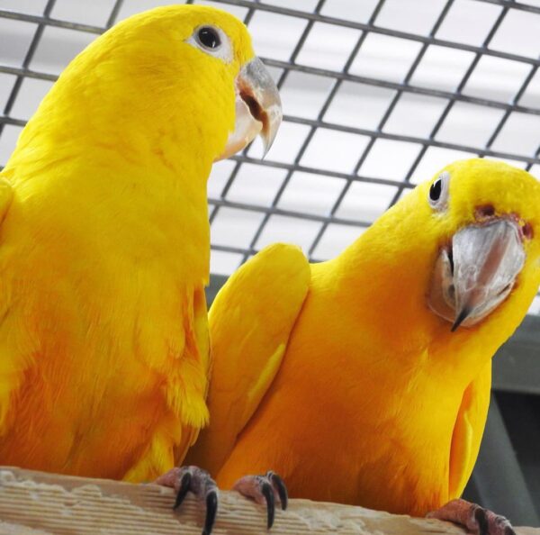 Golden Conure for sale