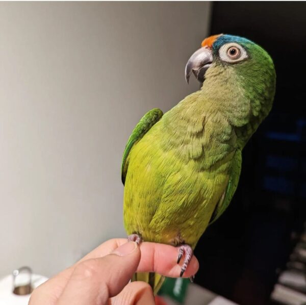 Half Moon Conure