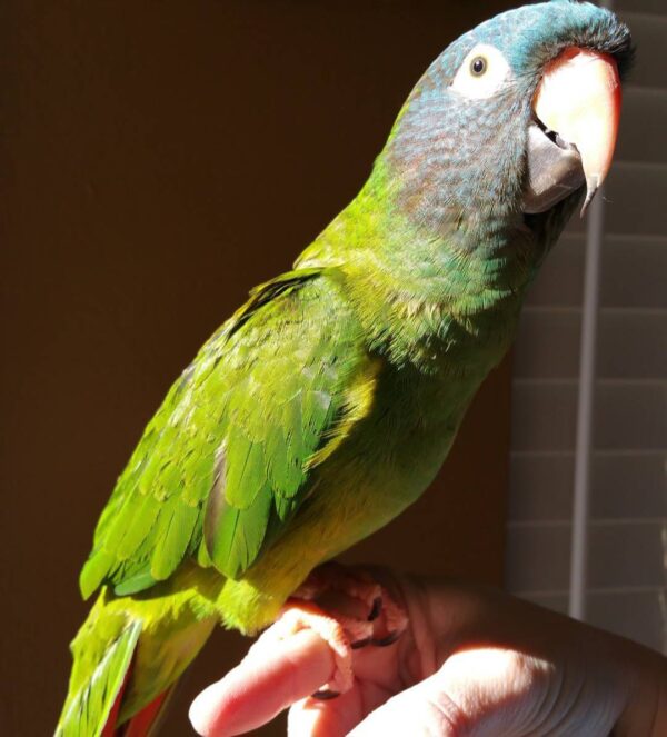 Blue crown conure for sale